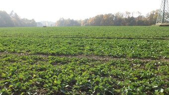 Orná půda O.- Bartovice, cca 25.000m2, rovina, 59 Kč/m2. - 8