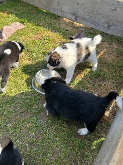 Kříženci Border kolie - 8