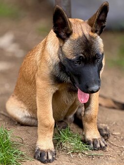 BELGICKÝ OVČÁK MALINOIS - ŠTĚŇATA S PP - 8
