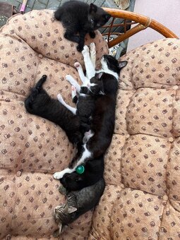 Darujeme koťátka - Tři bratři 🐈 (i jednotlivě) - 8