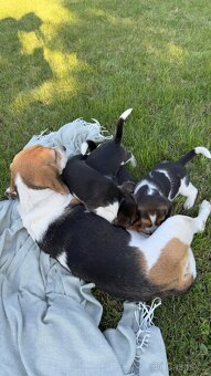 Štěně bígla Praha / bigl, bígl, beagle štěňata - 8