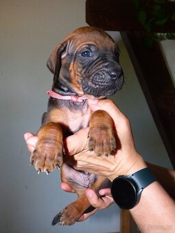 Tosa inu - nádherná štěňátka s PP - 8