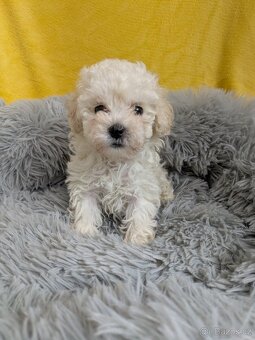 Pudl trpasličí-fenka - 8