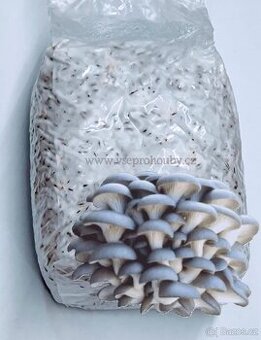 Sadba - Hlíva ústřičná, plicní, modrá, růžová, královská - 8