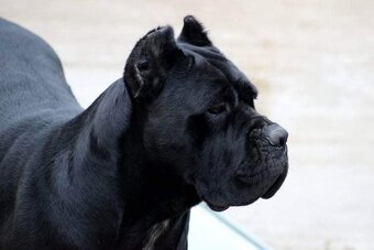 Cane corso šteniatka s rodokmeňom - 8