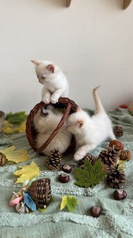Ragdoll - 8
