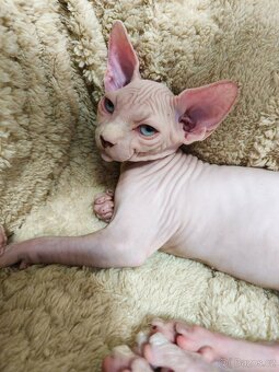 Sphynx kocourci velcí mazlíčci 😺 - 8
