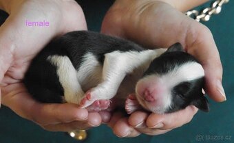 Border kolie s PP - 8