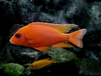 Tlamovci Malawi 12 - 8