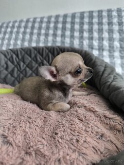 Čivava - štěňátko pejsek. - 8