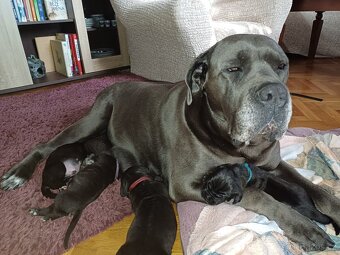 Štěňata Cane Corso - 8