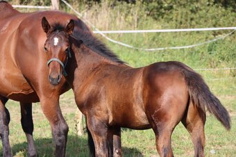 ČT hřebeček 2025 - Možnost splátek - 8