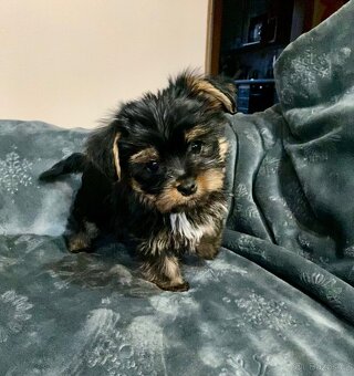 Jorkšírský teriér - 8