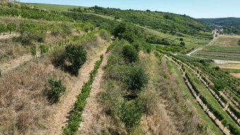 Prodej vinice Lovčičky - 8