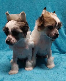 Čínský chocholatý pes - 8