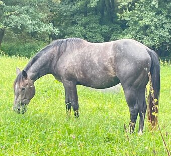 Quarter horse 2,5 roku . - 8