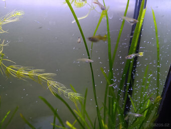 Akvarijní rostliny, akvarijní rybičky - Vsetín - 8