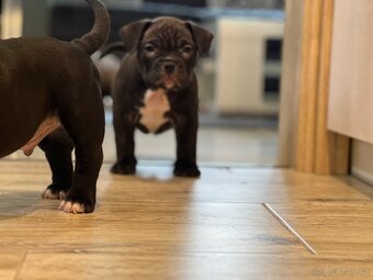 American Bully pocket - 8