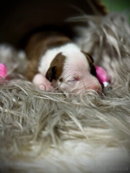 American Bully ABKC - 8