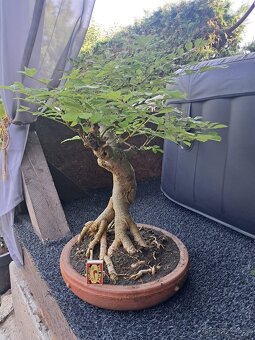 Bonsaj,bonsai Jasan Ztepilý - 8