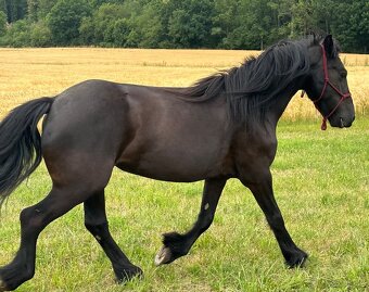 Klisna fellského pony - 8
