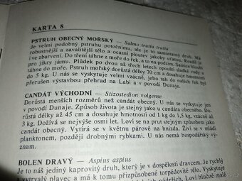 Testovací hra-Ryby - 8