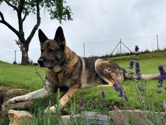 Německý ovčák - 8