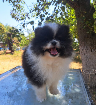 Pomeranian - 8