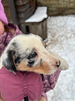 Krásná štěňátka border kolie - 8