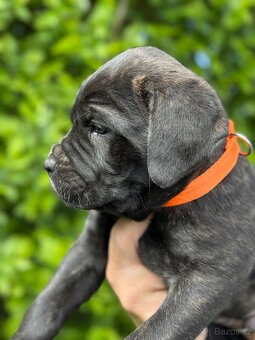 Štěňátka Cane Corso - 8