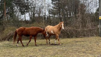 APH-American Paint horse - 8