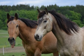 Valach paint horse 8 let - 8
