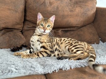 Bengálský kocourek / kotě s PP - 8