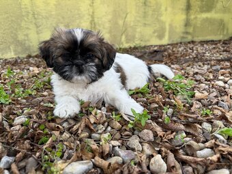 Fenka Shih-Tzu bez PP - 8