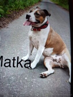 Štěně stafordšírský teriér - 8