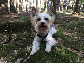 Biewer jorkšírský teriér krytí, připuštění - 8