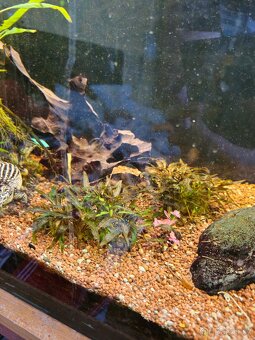 Akvárium 290l s vybavením - 8