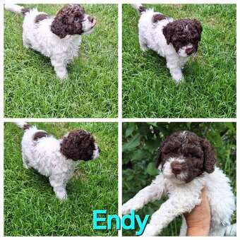 Lagotto romagnolo - pejsci - 8