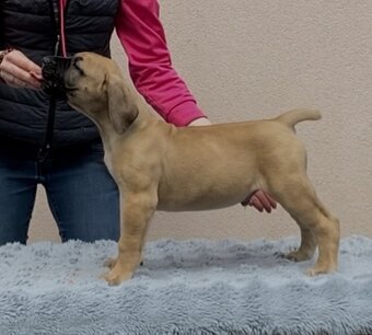 Boerboel štěňata na prodej (FCI) - 8