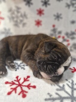 Německý boxer Žíhaný - 8