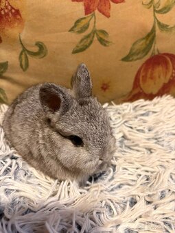 Zakrslý králíček - 8