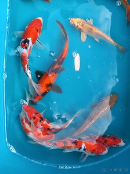 Koi kapr originál - 8