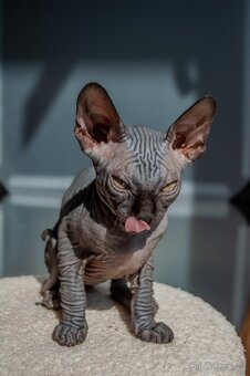 Kanadský Sphynx - 8