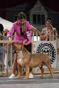 American bully XL XXL - 8