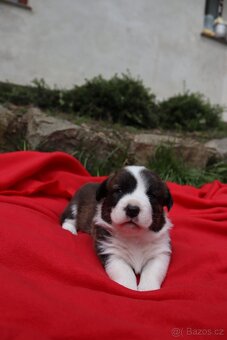 Welsh corgi cardigan s PP - 8
