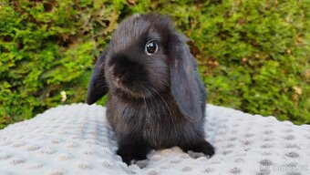Zakrslý beránek, králíček, králík - PIPER - 8