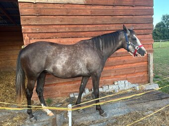 Kobyla Paint horse - 8