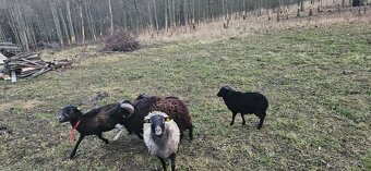 Beránci ze Strážek - 8