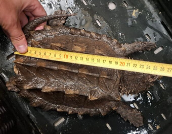 Prodám kajmanky supí - 8