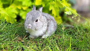 Zakrslý králík, zakrslý králíček beránek - 8